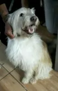 Charlote (peluda)