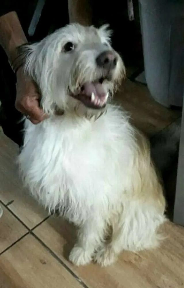 Cachorro ra a  idade 1 ano nome Charlote (peluda)