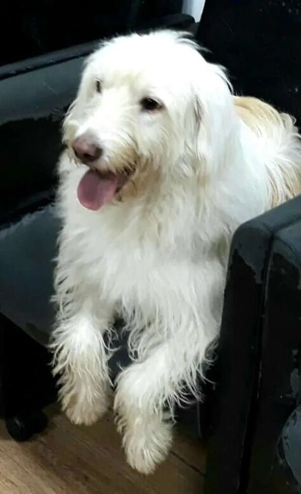 Cachorro ra a  idade 1 ano nome Charlote (peluda)