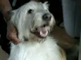 Charlote (peluda)