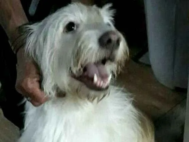 Cachorro ra a  idade 1 ano nome Charlote (peluda)