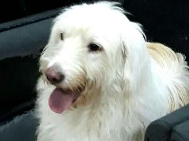 Cachorro ra a  idade 1 ano nome Charlote (peluda)