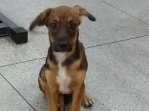 Cachorro ra a Vira lata idade Abaixo de 2 meses nome Lindinha