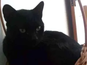 Gato raça bombaim idade 2 anos nome pretinho