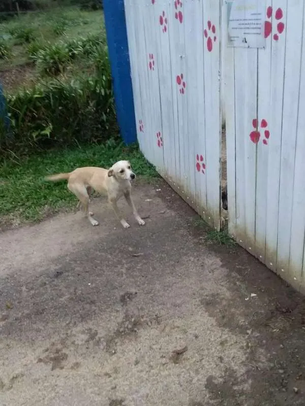 Cachorro ra a SRD idade 2 anos nome CATARINA 