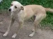 Cachorro ra a SRD idade 2 anos nome CATARINA 