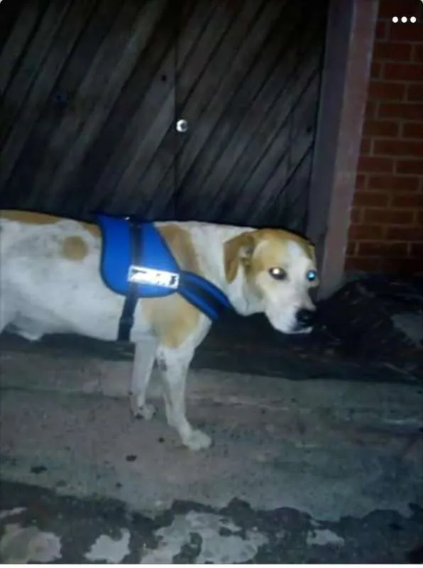 Cachorro ra a labrador com SRD idade 2 anos nome Amarelo