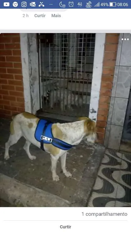 Cachorro ra a labrador com SRD idade 2 anos nome Amarelo