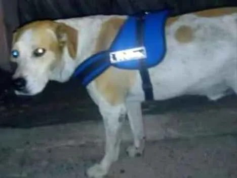 Cachorro ra a labrador com SRD idade 2 anos nome Amarelo
