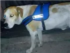 Cachorro raça labrador com SRD idade 2 anos nome Amarelo