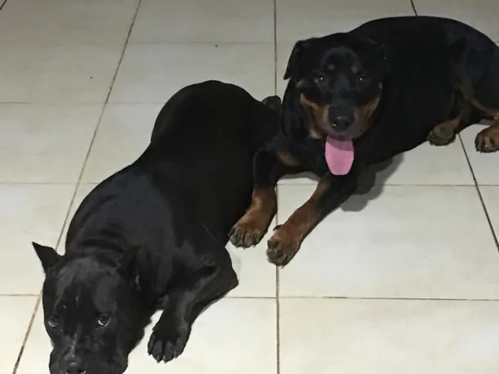Cachorro raça Rotivalle idade 2 anos nome Zara penedo