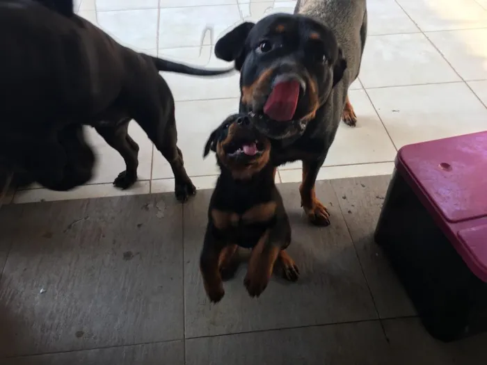 Cachorro raça Rotivalle idade 2 anos nome Zara penedo