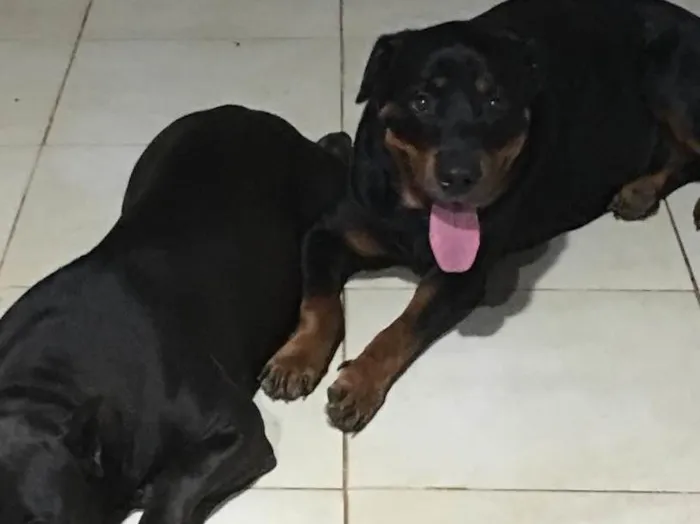 Cachorro raça Rotivalle idade 2 anos nome Zara penedo