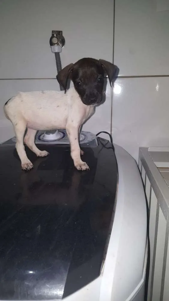 Cachorro ra a Vira lata idade 2 a 6 meses nome Sem nome