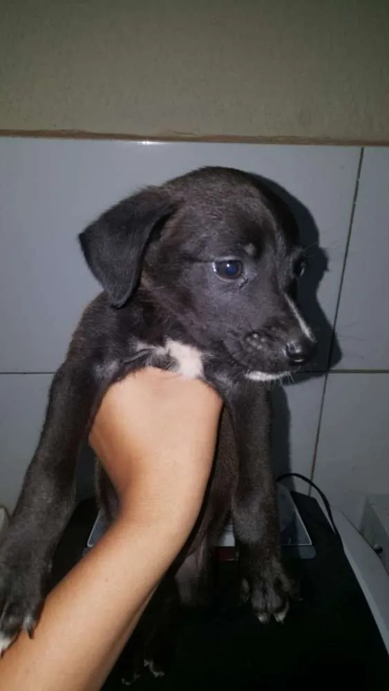 Cachorro ra a Vira lata idade 2 a 6 meses nome Sem nome
