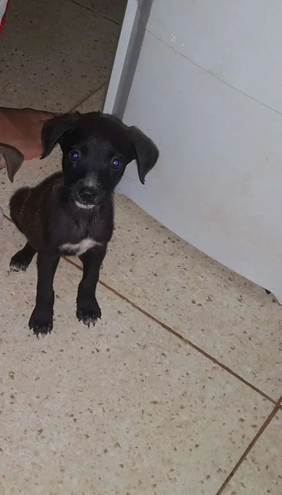 Cachorro ra a Vira lata idade 2 a 6 meses nome Sem nome