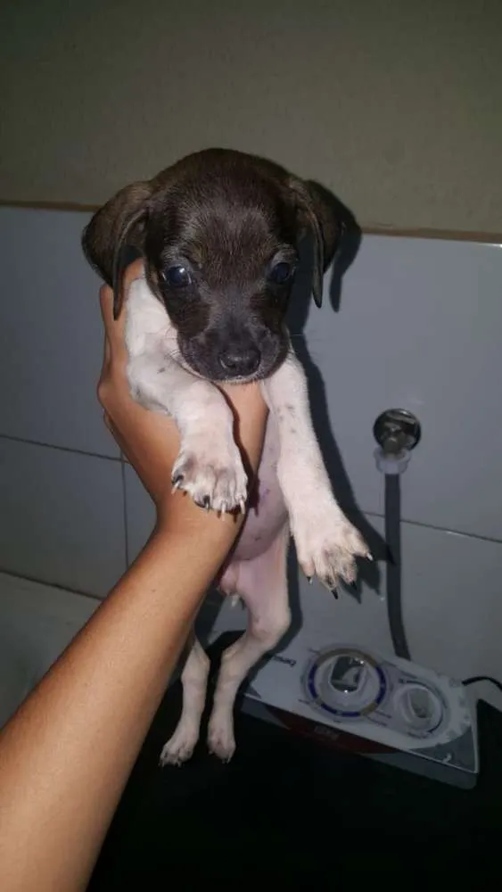 Cachorro ra a Vira lata idade 2 a 6 meses nome Sem nome