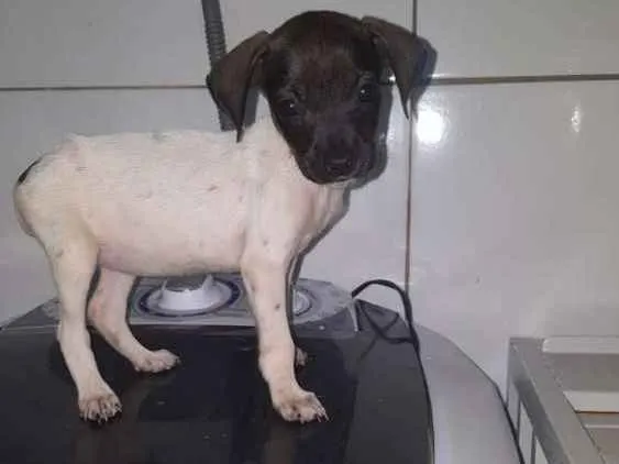 Cachorro ra a Vira lata idade 2 a 6 meses nome Sem nome