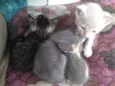 Simba, Bilu, Zoe, ++
