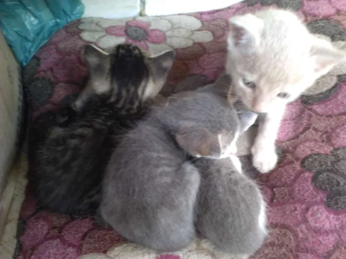 Gato raça Vira-lata idade  nome Simba, Bilu, Zoe, ++
