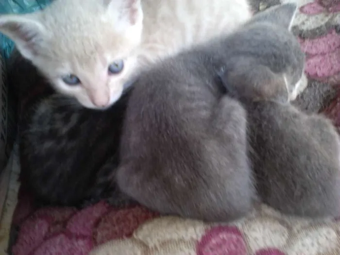 Gato raça Vira-lata idade  nome Simba, Bilu, Zoe, ++