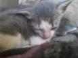 Simba, Bilu, Zoe, ++