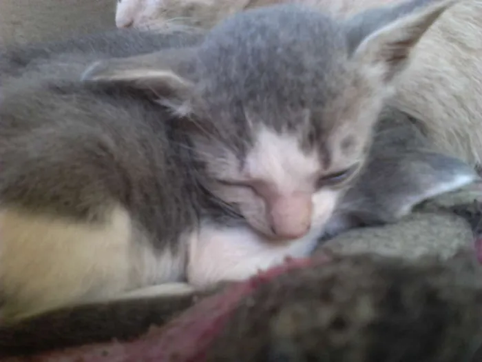 Gato raça Vira-lata idade  nome Simba, Bilu, Zoe, ++