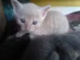 Simba, Bilu, Zoe, ++