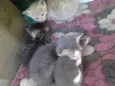Simba, Bilu, Zoe, ++