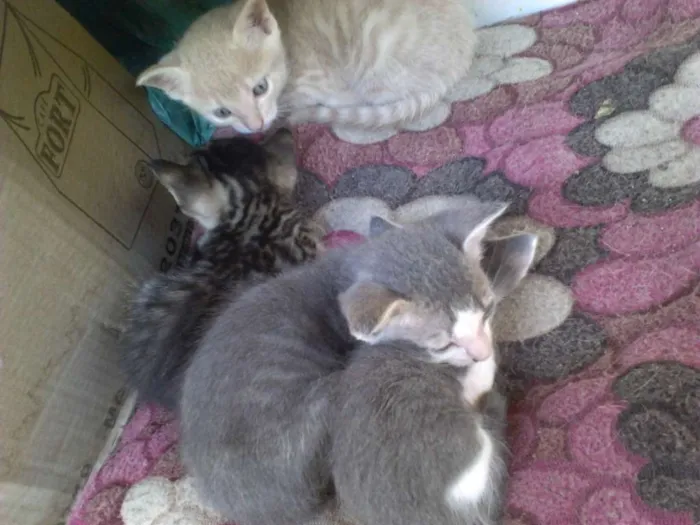 Gato raça Vira-lata idade  nome Simba, Bilu, Zoe, ++