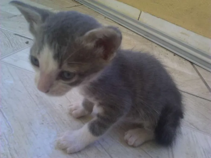 Gato raça Vira-lata idade  nome Simba, Bilu, Zoe, ++