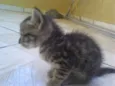 Simba, Bilu, Zoe, ++