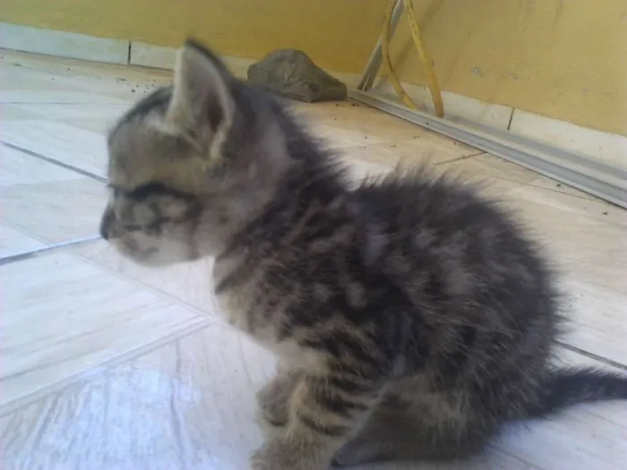 Gato raça Vira-lata idade  nome Simba, Bilu, Zoe, ++
