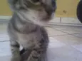 Simba, Bilu, Zoe, ++