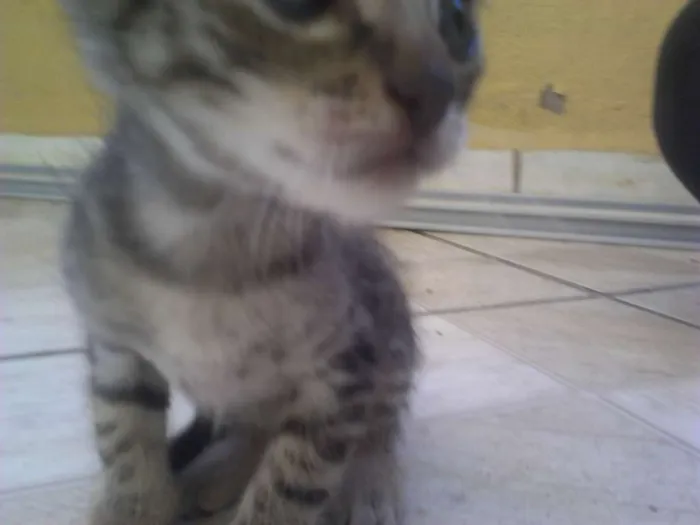 Gato raça Vira-lata idade  nome Simba, Bilu, Zoe, ++
