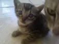 Simba, Bilu, Zoe, ++