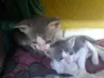 Simba, Bilu, Zoe, ++