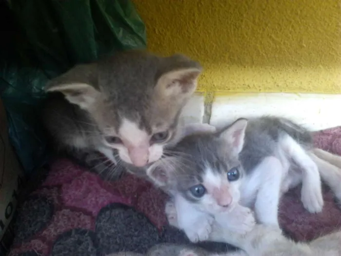 Gato raça Vira-lata idade  nome Simba, Bilu, Zoe, ++