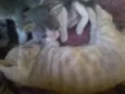 Simba, Bilu, Zoe, ++