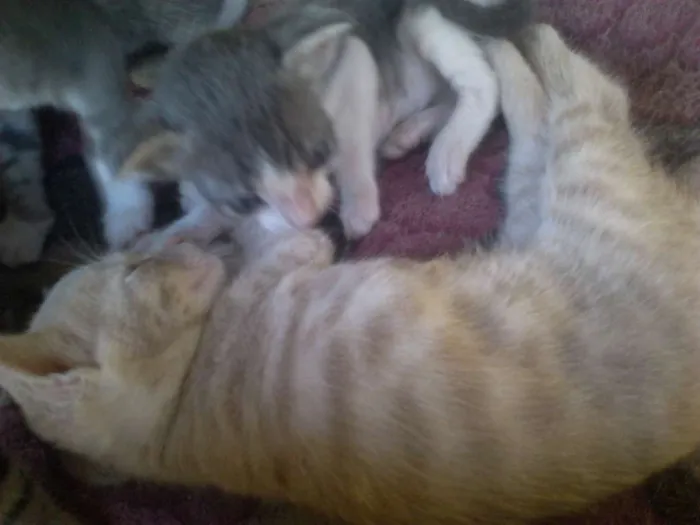 Gato raça Vira-lata idade  nome Simba, Bilu, Zoe, ++
