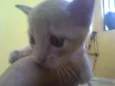 Simba, Bilu, Zoe, ++