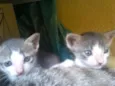 Simba, Bilu, Zoe, ++