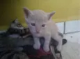 Simba, Bilu, Zoe, ++