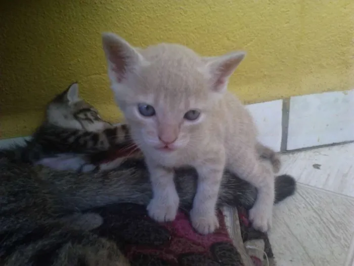 Gato raça Vira-lata idade  nome Simba, Bilu, Zoe, ++
