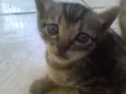 Simba, Bilu, Zoe, ++