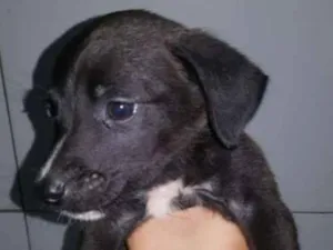 Cachorro raça Vira lata idade 2 a 6 meses nome Sem nome
