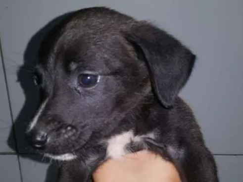 Cachorro ra a Vira lata idade 2 a 6 meses nome Sem nome