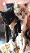 Pantera