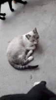 Pantera