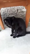 Pantera